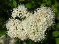 Arrowwood / Viburnum dentatum 